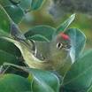 Ruby-crowned Kinglet